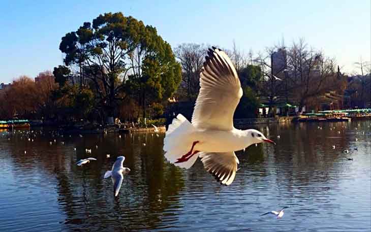 冬天去昆明哪里看海鷗？自從海鷗搬家來到昆明.jpg