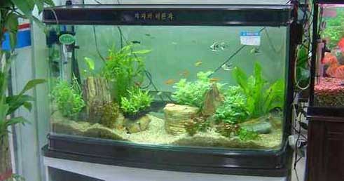 昆明搬家的時候魚缸怎么辦.jpg 昆明搬家的時候魚缸怎么辦.jpg