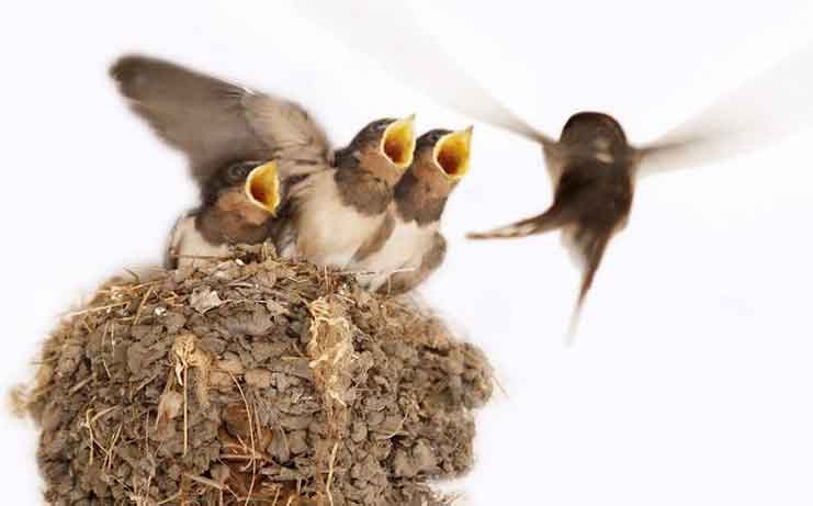 一個(gè)快遞公司準(zhǔn)備搬家,可是一家小燕子該怎么搬呢.jpg 一個(gè)快遞公司準(zhǔn)備搬家,可是一家小燕子該怎么搬呢.jpg